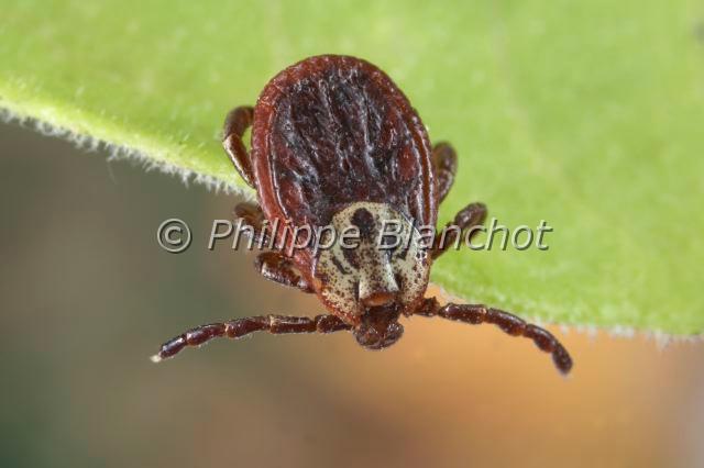 Acarina_4803.JPG - France, Arachnida, Acarina, Ixodida, Tique (Dermacentor marginatus)//France, Arachnida, Ixodida, Tick (Dermacentor marginatus), in "Portraits d'araignées" de Christine Rollard et Philippe Blanchot, ed. Quae