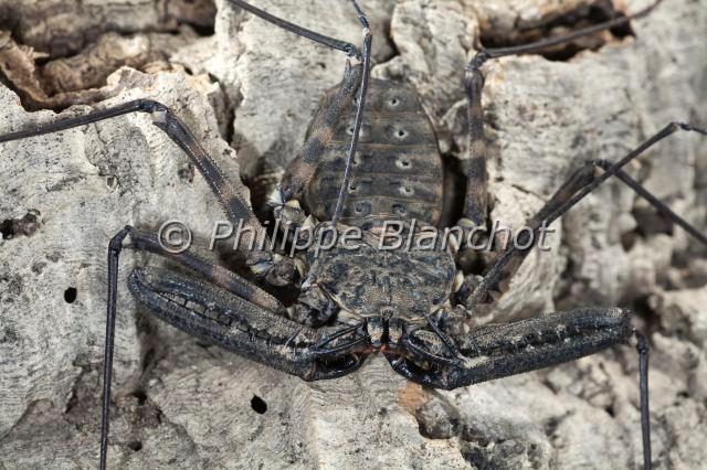 Amblypygi_7785.JPG - Togo, Arachnida, Amblypygi, Phrynichidae, Amblypyge (Damon medius), Whip spiders or Tailless whip scorpions, in "Portraits d'araignées" de Christine Rollard et Philippe Blanchot, ed. Quae