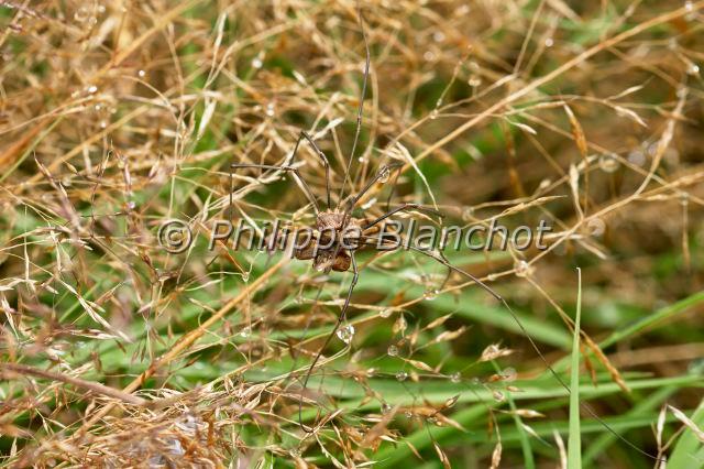 Opiliones_0288.JPG - France, Opiliones, Phalangiidae, Opilion ou Faucheux (Phalangium opilio), mâle, Common Harvestman
