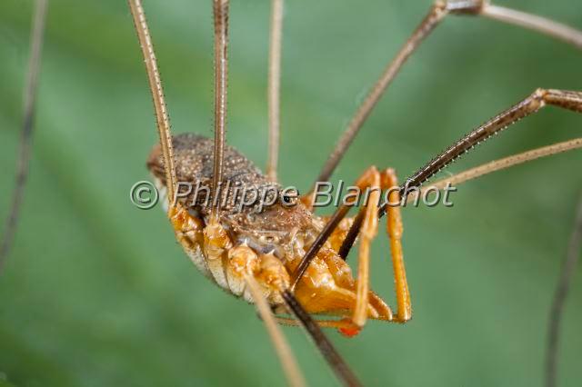Opiliones_7952.JPG - France, Opiliones, Phalangiidae, Opilion ou Faucheux (Phalangium opilio), portrait, Common Harvestman, in "Portraits d'araignées" de Christine Rollard et Philippe Blanchot, ed. Quae