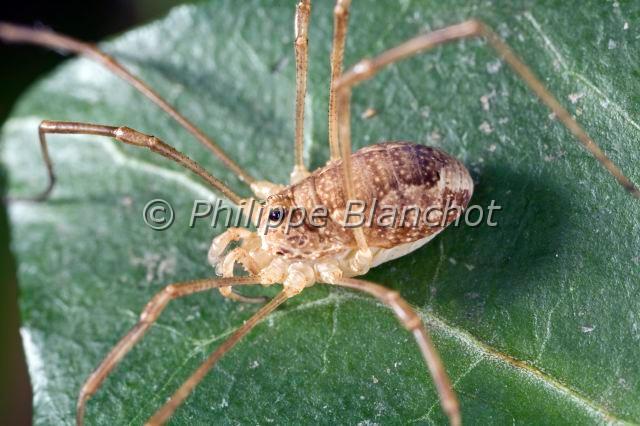 Opiliones_rilaena-3.JPG - France, Opiliones, Phalangiidae, Opilion ou Faucheux (Rilaena triangularis), Harvestman