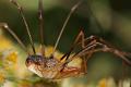 Opiliones_9923