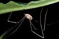 Opiliones_phalangium-2