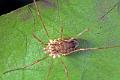Opiliones_rilaena-2