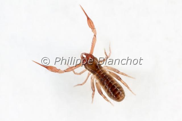 Pseudoscorpionida_7448.JPG - Arachnida, Pseudoscorpionida, Chthoniidae, Pseudoscorpion (Chthonius ischnocheles), mâle, 2 mm, Common Chthonid, in "Portraits d'araignées" de Christine Rollard et Philippe Blanchot, ed. Quae