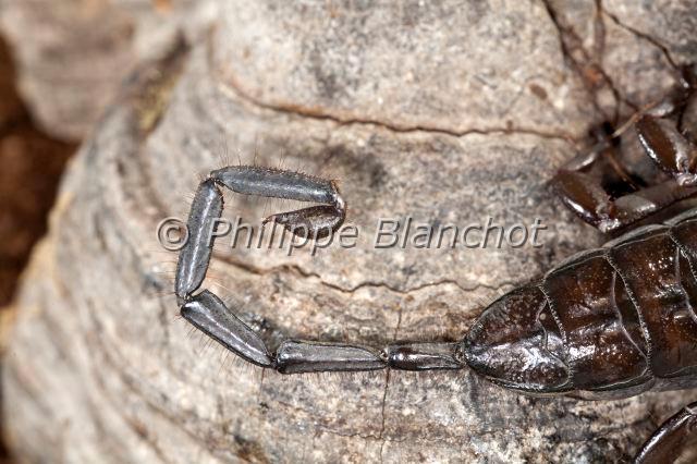 Scorpiones_7736.JPG - Afrique du Sud, Scorpiones, Hemiscorpiidae, Liochelinae, Scorpion plat des rochers (Hadogenes troglodytes), Flat Rock Scorpion