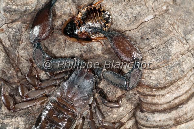 Scorpiones_7737.JPG - Afrique du Sud, Scorpiones, Hemiscorpiidae, Liochelinae, Scorpion plat des rochers (Hadogenes troglodytes), Flat Rock Scorpion