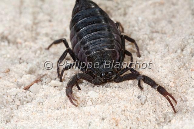 Scorpiones_7745.JPG - Afrique du Sud, Scorpiones, Buthidae, Scorpion noir sud-africain (Parabuthus transvaalicus), Black Tail Scorpion or Black Tail Spitting Scorpion