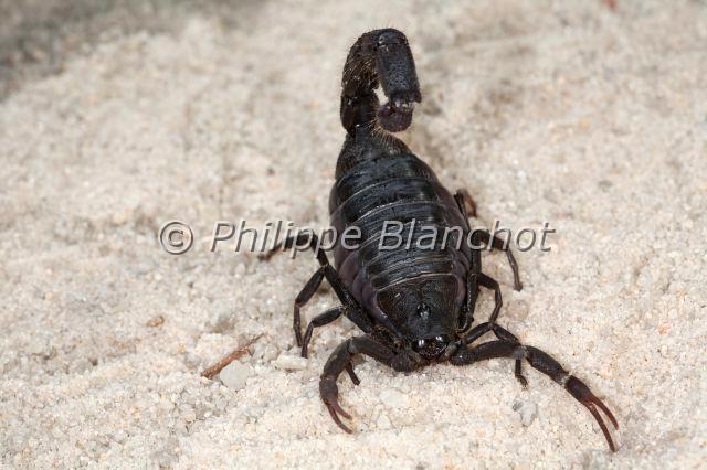 Scorpiones_7746.JPG - Afrique du Sud, Scorpiones, Buthidae, Scorpion noir sud-africain (Parabuthus transvaalicus), Black Tail Scorpion or Black Tail Spitting Scorpion