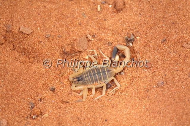 Scorpiones_7756.JPG - Egypte, Scorpiones, Buthidae, Scorpion doré, Rôdeur mortel ou scorpion du désert israélien (Leiurus quinquestriatus), Death stalker, Palestine yellow scorpion, Omdurman scorpion or Israeli desert scorpion