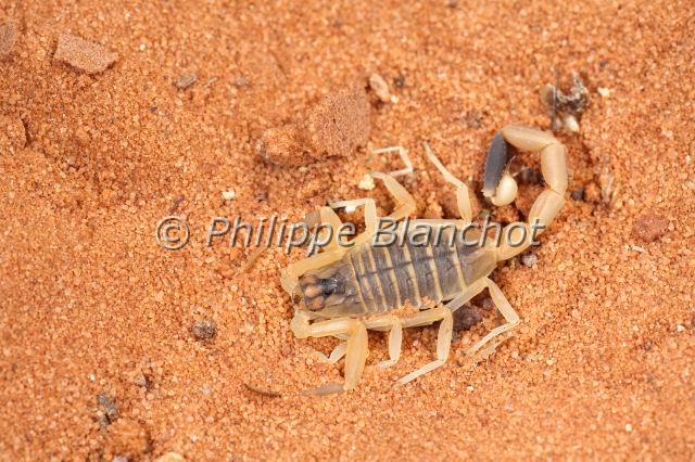 Scorpiones_7759.JPG - Egypte, Scorpiones, Buthidae, Scorpion doré, Rôdeur mortel ou scorpion du désert israélien (Leiurus quinquestriatus), Death stalker, Palestine yellow scorpion, Omdurman scorpion or Israeli desert scorpion