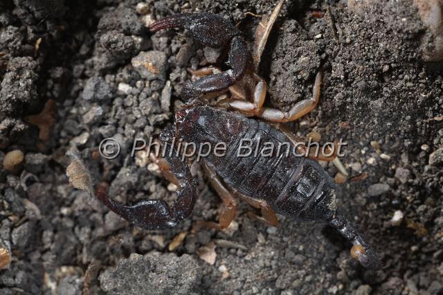 Scorpiones_9953.JPG - France, Hérault (34), Arachnida, Euscorpiidae, Scorpion noir à queue jaune (Euscorpus flavicaudis), European yellow-tailed scorpion