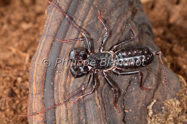 Uropygi_7793.JPG - Etats-Unis, Uropygi, Thelyphonidae, Uropyge, Pisse-vinaigre ou Vinaigrier (Mastigoproctus giganteus), Whipscorpion or Giant Vinegaroon
