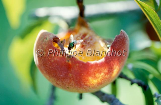 lucilia.JPG - Lucilia sp.Lucilie sur pêcheDiptera, CalliphoridaeFrance