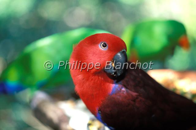 eclectus.JPG - Grand éclectus ou éclectusEclectus roratusEclectus ParrotPsittacidésAustralie