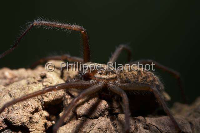 Agelenidae_9382.JPG - France, Araneae, Agelenidae, Araignée Tégénaire noire (Tegenaria atrica=Eratigena atrica), Dust Spider, in "Portraits d'araignées" de Christine Rollard et Philippe Blanchot, ed. Quae