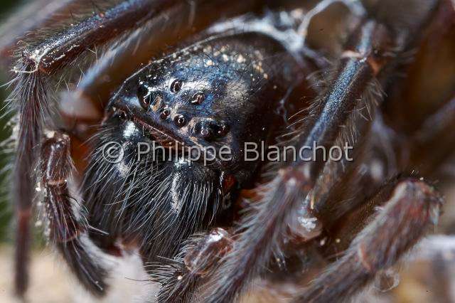 Amaurobiidae_9849.JPG - France, Araneae, Amaurobiidae, Araignée, Amaurobe féroce (Amaurobius ferox), portrait, Lace webbed spider, in "Portraits d'araignées" de Christine Rollard et Philippe Blanchot, ed. Quae