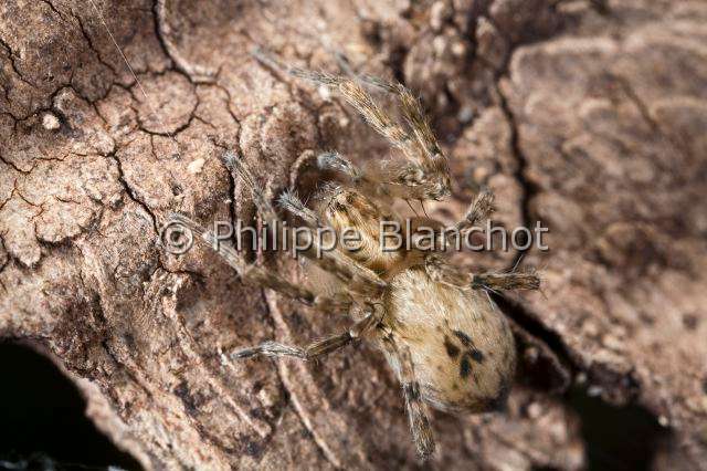 Anyphaenidae_3989.JPG - France, Anyphaenidae, Araignée bourdonnante (Anyphaena accentuata), Anyphaenid sac spider, in "Portraits d'araignées" de Christine Rollard et Philippe Blanchot, ed. Quae