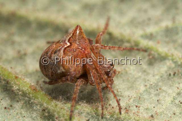 Araneidae_0067.JPG - F34, France, Araneae, Araneidae, Araignées, Épeire anguleuse ou Épeire à dents de scie (Araneus angulus), Orb-weaving spider