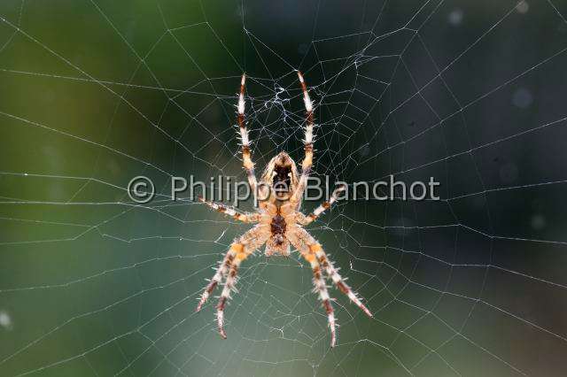 Araneidae_0093.JPG - France, Araneae, Araneidae, Epeire diadème, Araignée des jardins, Araignée porte-croix (Araneus diadematus) sur sa toile, face ventrale, European garden spider (Araneus diadematus) on its web, ventral side