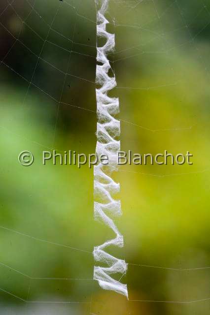 Araneidae_0105.JPG - France, Araneae, Araneidae, Argiope frelon ou Epeire fasciée (Argiope bruennichi), stabilimentum, Wasp spider