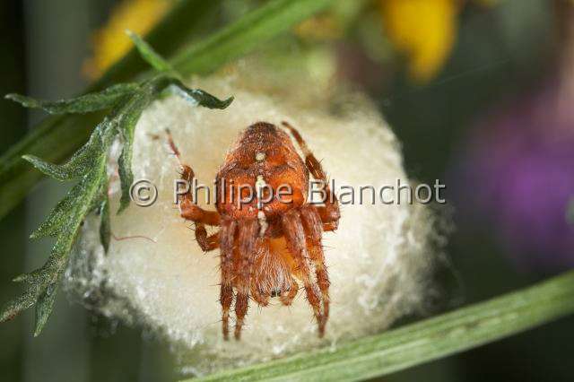 Araneidae_0233-1.JPG - France, Araneae, Araneidae, Epeire diadème, Araignée des jardins, Araignée porte-croix (Araneus diadematus), femelle sur son cocon, European garden spider
