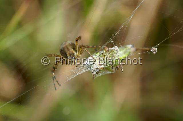 Araneidae_0336.JPG - France, Araneae, Araneidae, Argiope frelon ou Epeire fasciée (Argiope bruennichi), femelle emmaillotant sa proie, une sauterelle, Wasp spider (Argiope bruennichi)