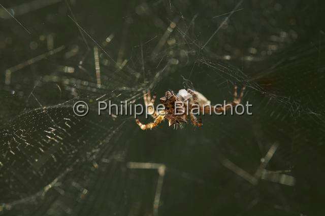 Araneidae_0850.JPG - Portugal, Alentejo, Arraiolos, Araneae, Araneidae, Araignée, Cyrtophore citricole (Cyrtophora citricola) sur sa toile, Tent-Web Spider