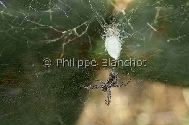 Araneidae_0858-3.JPG - Portugal, Alentejo, Arraiolos, Araneae, Araneidae, Araignée, Cyrtophore citricole (Cyrtophora citricola), femelle protégeant son cocon, Tent-Web Spider