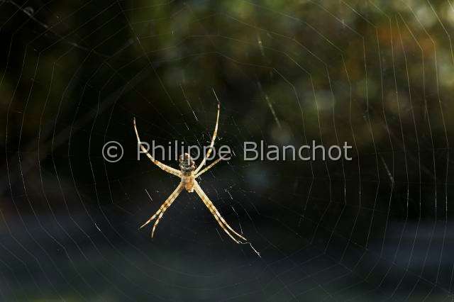 Araneidae_0865.JPG - Portugal, Alentejo, Araneae, Araneidae, Argiope lobée ou Argiope soyeuse (Argiope lobata) sur sa toile, Lobed Argiope on its web