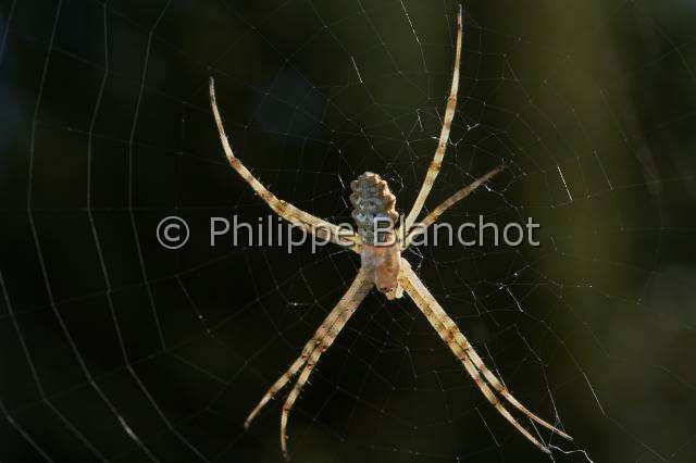 Araneidae_0884.JPG - Portugal, Alentejo, Araneae, Araneidae, Argiope lobée ou Argiope soyeuse (Argiope lobata) sur sa toile, Lobed Argiope on its web