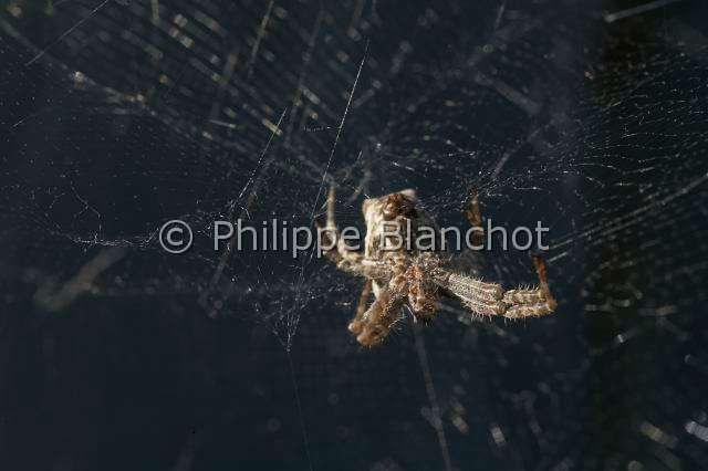 Araneidae_0963.JPG - Portugal, Alentejo, Arraiolos, Araneae, Araneidae, Araignée, Cyrtophore citricole (Cyrtophora citricola) sur sa toile, Tent-Web Spider