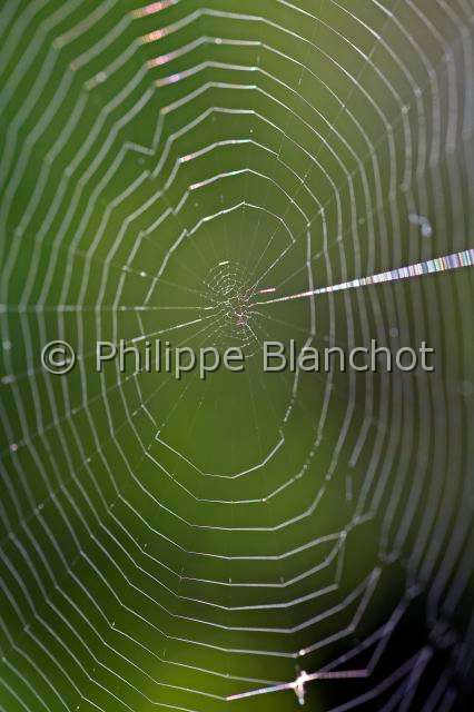 Araneidae_1015.JPG - France, Araneae, Araneidae, Epeire diadème, Araignée des jardins, Araignée porte-croix (Araneus diadematus),  Toile géométrique ou orbiculaire, Spiral orb web with dewdrops