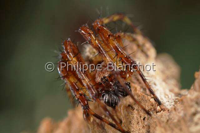 Araneidae_1103-2.JPG - Portugal, Alentejo, Araneae, Aranaeidae, gros plan d'un mâle d'Epeire, orb-weaver spider male