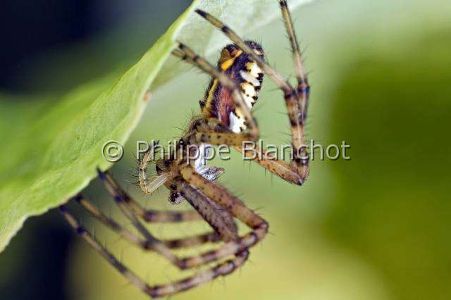 Araneidae_1158.JPG - France, Araneae, Araneidae, Argiope frelon ou Epeire fasciée (Argiope bruennichi), jeune, Wasp spider