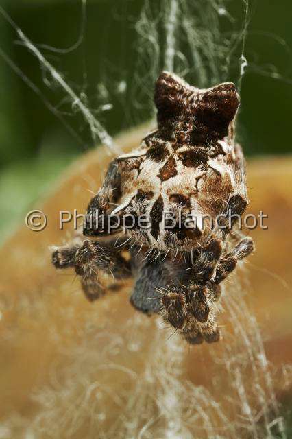 Araneidae_1170.JPG - Portugal, Alentejo, Arraiolos, Araneae, Araneidae, Araignée, Cyrtophore citricole (Cyrtophora citricola), portrait, Tent-Web Spider