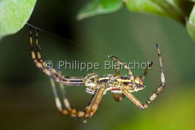 Araneidae_1225.JPG - France, Araneae, Araneidae, Argiope frelon ou Epeire fasciée (Argiope bruennichi), jeune, Wasp spider