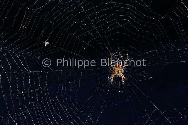 Araneidae_1373.JPG - France, Araneae, Araneidae, Epeire diadème, Araignée des jardins, Araignée porte-croix (Araneus diadematus) sur sa toile avec de multiples perles de rosée, European garden spider on its web with dewdrops
