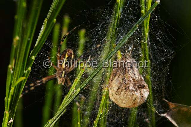 Araneidae_1393.JPG - France, Araneae, Araneidae, Araignée, Argiope frelon ou Epeire fasciée (Argiope bruennichi), femelle près de son cocon, Wasp spider
