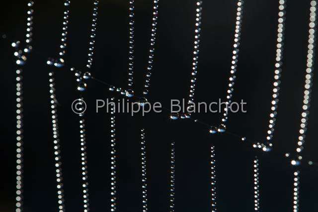 Araneidae_1440.JPG - France, Araneae, Araneidae, gros plan d'une toile d'Epeire diadème (Araneus diadematus), Araignée des jardins, Araignée porte-croix (Araneus diadematus) ornée de perles de rosée, Close-up of the web of European garden spider ornamented with dewdrops