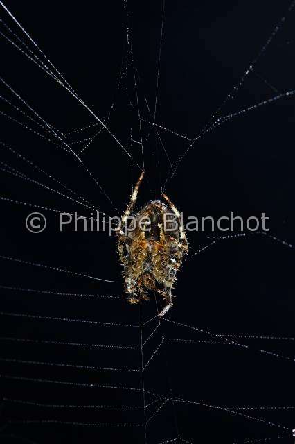 Araneidae_1490.JPG - France, Araneae, Araneidae, Epeire diadème, Araignée des jardins, Araignée porte-croix (Araneus diadematus) sur sa toile, face ventrale, European garden spider (Araneus diadematus) on its web, ventral side