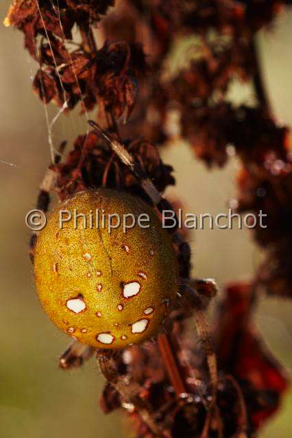 Araneidae_1567.JPG - France, Araneae, Araneidae, Araignée, Epeire carrée ou Epeire à quatre points (Araneus quadratus), gros plan de l'abdomen, portrait, Four-spot orb-weaver