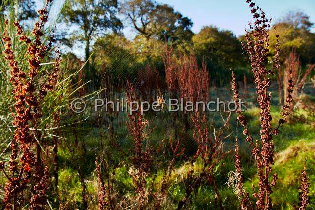 Araneidae_1950.JPG - France, Morbihan (56), Araneae, Araneidae, Epeire diadème, Araignée des jardins ou Araignée porte-croix (Araneus diadematus) sur sa toile géométrique appelée aussi toile orbiculaire, European garden spider on its spiral orb web