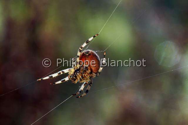 Araneidae_1998.JPG - France, Morbihan (56), Araneae, Araneidae, Araignée, Epeire carrée ou Epeire à quatre points (Araneus quadratus), femelle sur sa toile, Four spot orb weaver