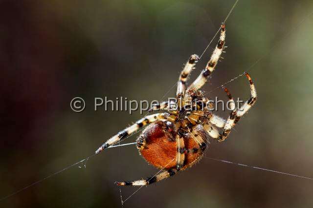 Araneidae_2005.JPG - France, Morbihan (56), Araneae, Araneidae, Araignée, Epeire carrée ou Epeire à quatre points (Araneus quadratus), femelle sur sa toile, Four spot orb weaver