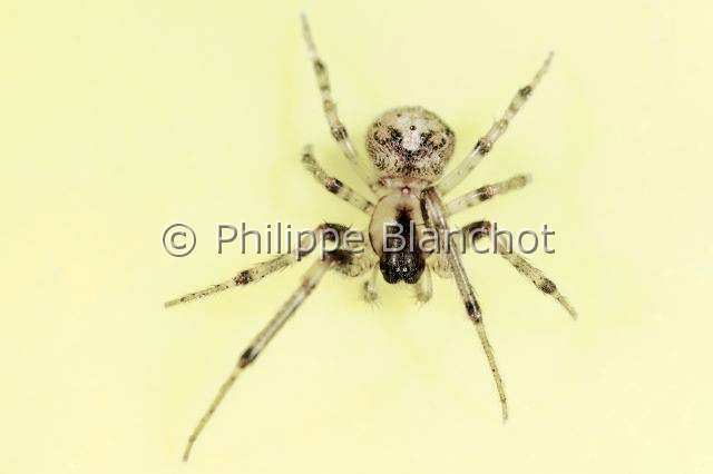 Araneidae_3104.JPG - France, Morbihan (56), Araneae, Araneidae, Araignée, Zygielle (Zygiella sp), Silver-sided sector spider