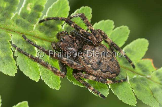 Araneidae_3784.JPG - France, Araneae, Araneidae, Araignée, Épeire des fissures ou Épeire nocturne (Nuctenea umbratica), Walnut orb-weaver
