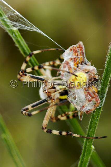 Araneidae_5198.JPG - France, Morbihan (56), Araneae, Araneidae, Argiope frelon ou Epeire fasciée (Argiope bruennichi), femelle incérant ses crochets dans sa proie, mâle d'épeire carrée (Araneus quadratus), après l'avoir emmailloté, Wasp spider