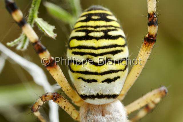Araneidae_5284.JPG - France, Morbihan (56), Araneae, Araneidae, Argiope frelon ou Epeire fasciée (Argiope bruennichi), gros plan de l'abdomen d'une femelle, Wasp spider, Closeup of the female abdomen