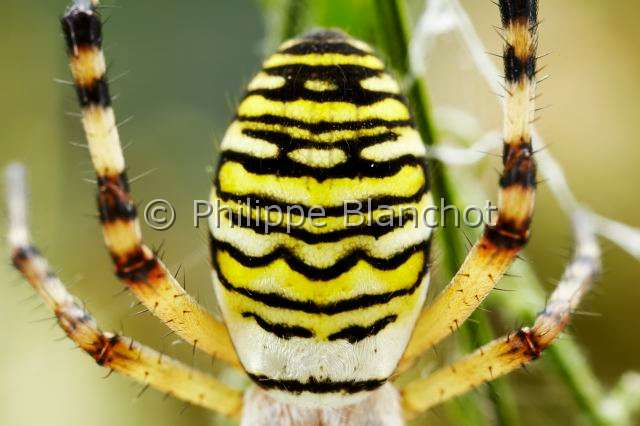 Araneidae_5296.JPG - France, Morbihan (56), Araneae, Araneidae, Argiope frelon ou Epeire fasciée (Argiope bruennichi), gros plan de l'abdomen d'une femelle, Wasp spider, Closeup of the female abdomen